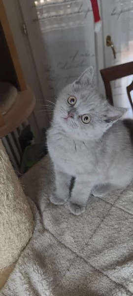 Gattini Scottish Fold e Straight Alta genealogia | Foto 2