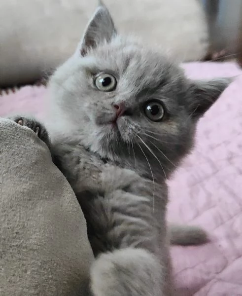 Gattini Scottish Fold e Straight Alta genealogia | Foto 1