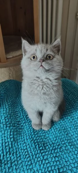 Gattini Scottish Fold e Straight Alta genealogia | Foto 0