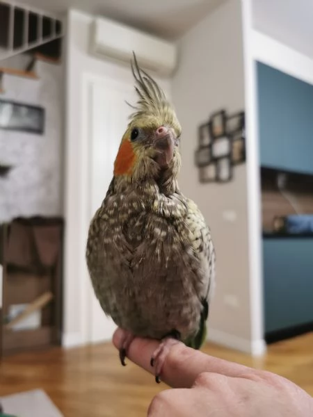 Calopsite allevata a mano | Foto 2