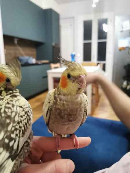 Calopsite allevata a mano | Foto 1