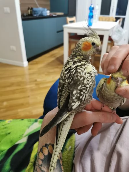 Calopsite allevata a mano | Foto 0