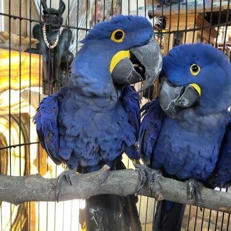 Ara giacinto in vendita | Foto 0