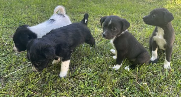 Cuccioli di Border Collie