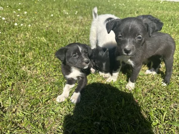Cuccioli di Border Collie | Foto 3