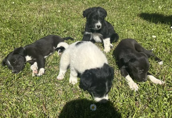 Cuccioli di Border Collie | Foto 2