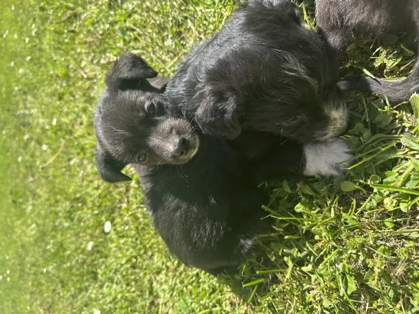 Cuccioli di Border Collie | Foto 1