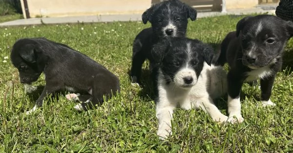 Cuccioli di Border Collie | Foto 0