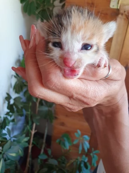 Splendidi cuccioli  | Foto 3