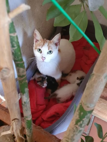 Splendidi cuccioli  | Foto 2