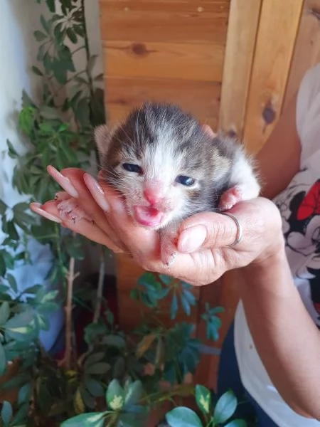 Splendidi cuccioli  | Foto 1