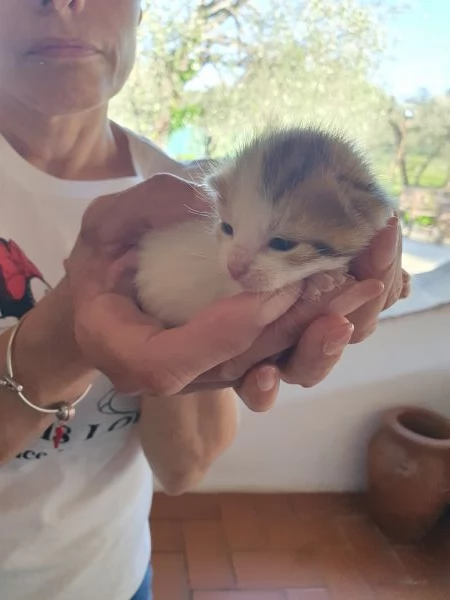 Splendidi cuccioli  | Foto 0