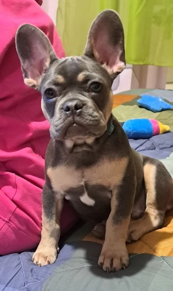Vendita bouledog francese 