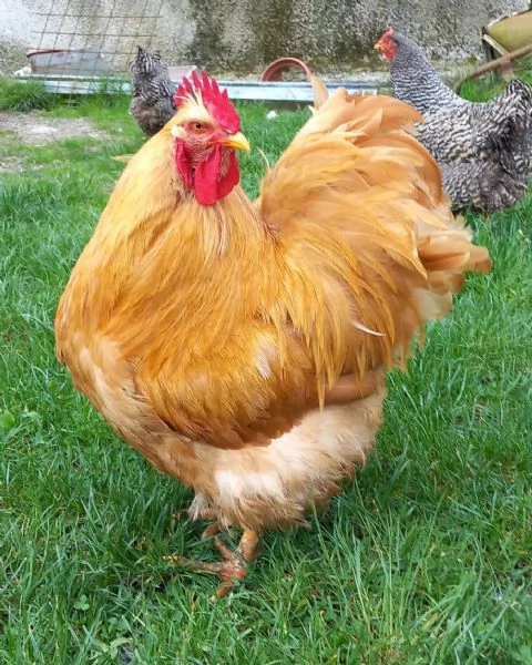 Coppia di gallo e gallina 