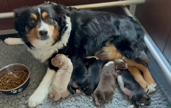  fantastici cuccioli di Australian Shepherd per ladozione | Foto 3