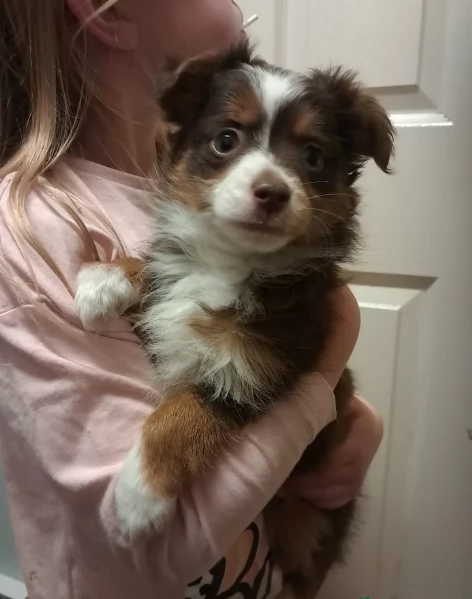  fantastici cuccioli di Australian Shepherd per ladozione