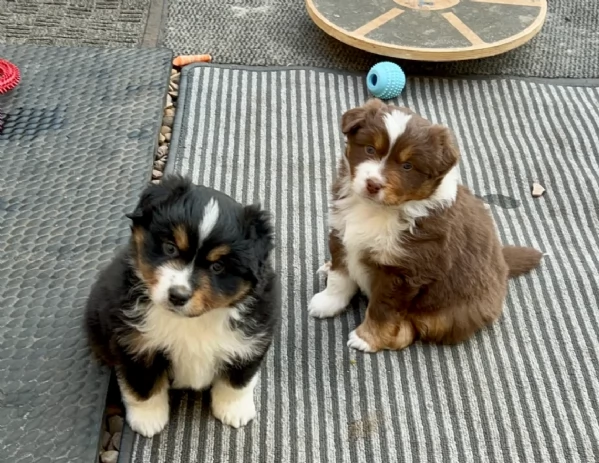  fantastici cuccioli di Australian Shepherd per ladozione | Foto 0