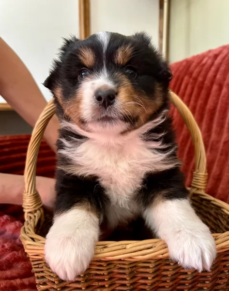  fantastici cuccioli di Australian Shepherd per ladozione | Foto 3