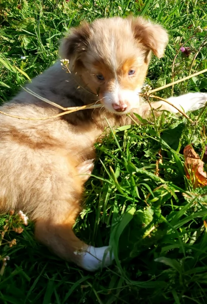  fantastici cuccioli di Australian Shepherd per ladozione | Foto 0