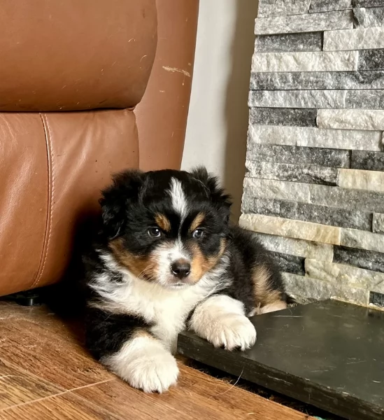  fantastici cuccioli di Australian Shepherd per ladozione | Foto 4