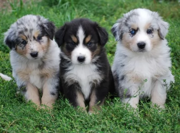  fantastici cuccioli di Australian Shepherd per ladozione | Foto 4