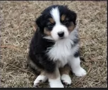  fantastici cuccioli di Australian Shepherd per ladozione | Foto 2