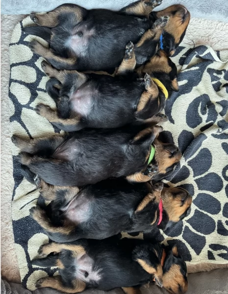 cuccioli di Rottweiler maschi e femmine per adozione | Foto 1