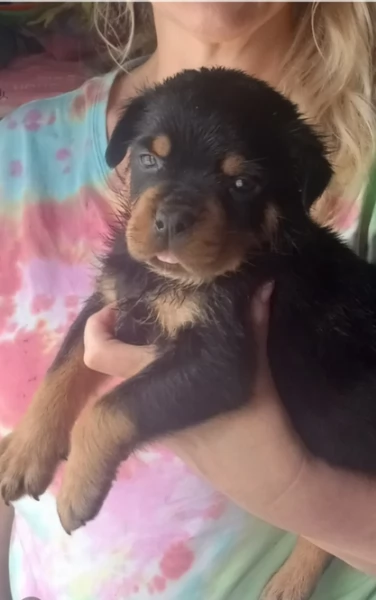 cuccioli di Rottweiler maschi e femmine per adozione | Foto 0