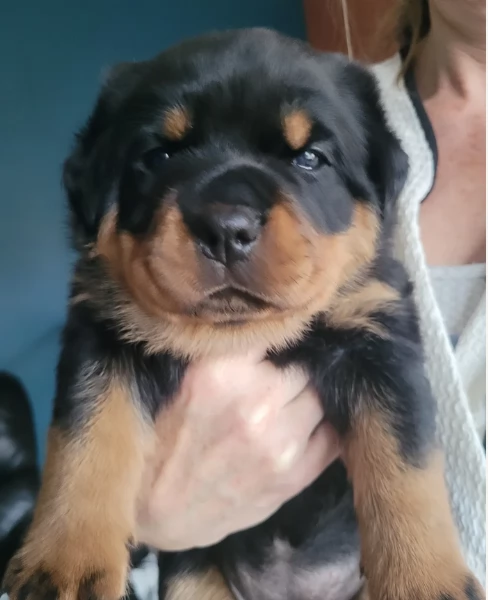 cuccioli di Rottweiler maschi e femmine per adozione | Foto 1