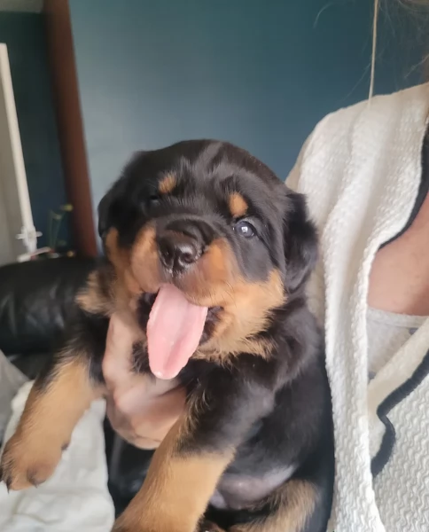 cuccioli di Rottweiler maschi e femmine per adozione | Foto 4
