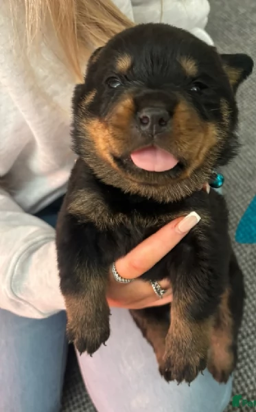 cuccioli di Rottweiler maschi e femmine per adozione | Foto 2