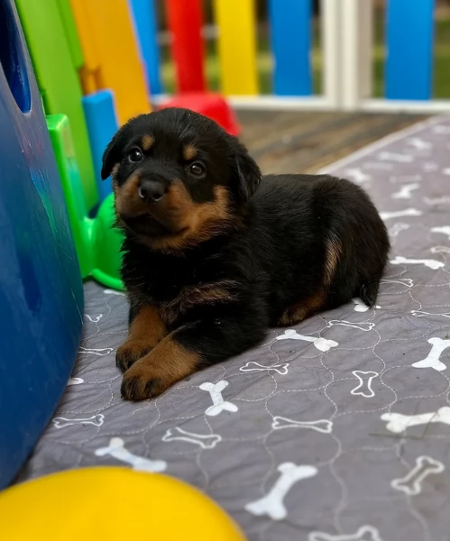 cuccioli di Rottweiler maschi e femmine per adozione | Foto 0