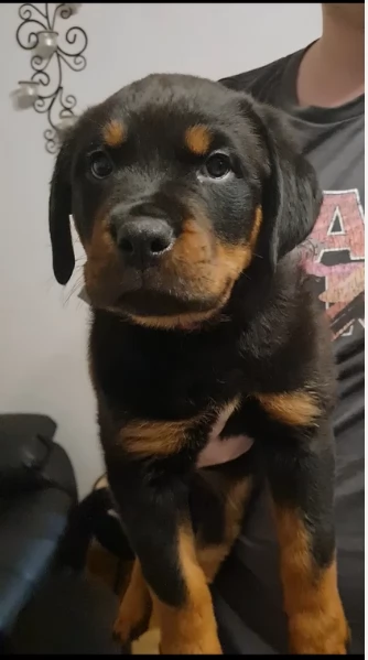 cuccioli di Rottweiler maschi e femmine per adozione | Foto 15