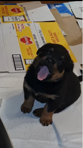 cuccioli di Rottweiler maschi e femmine per adozione | Foto 14