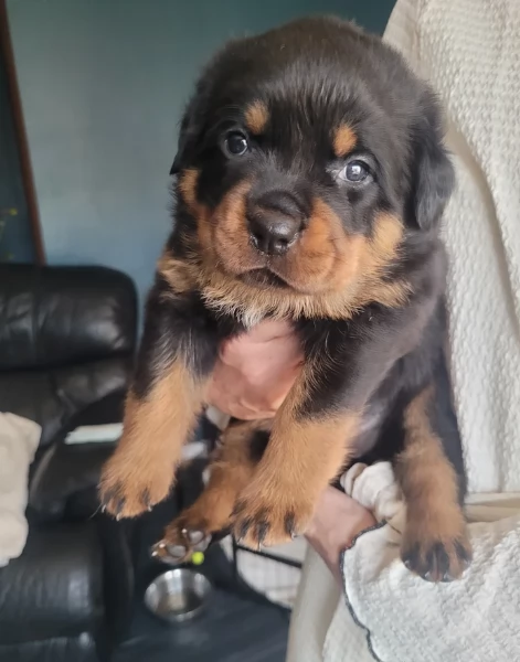 cuccioli di Rottweiler maschi e femmine per adozione | Foto 6
