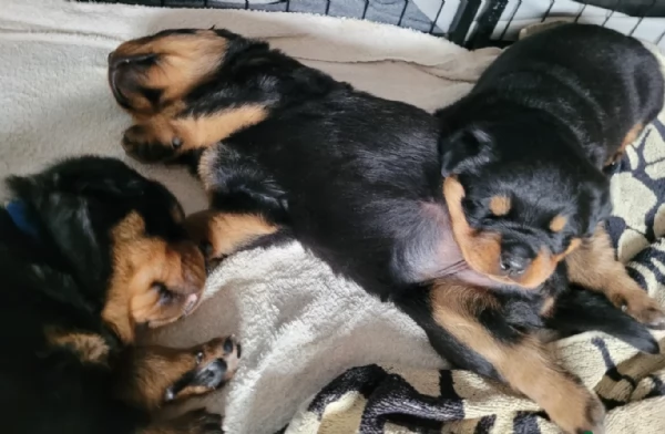 cuccioli di Rottweiler maschi e femmine per adozione | Foto 5