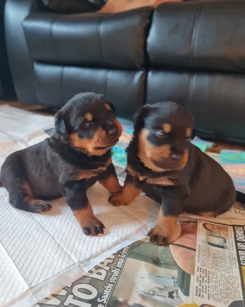 cuccioli di Rottweiler maschi e femmine per adozione | Foto 0