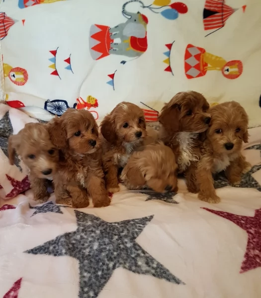 Regalo per adozione 3 cuccioli Maltipoo in adozione