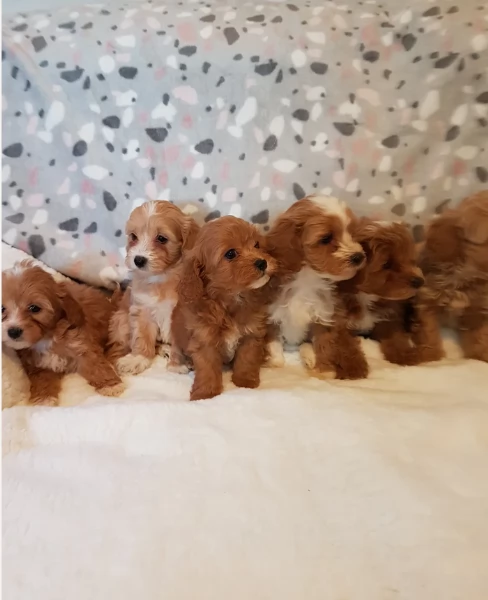 Regalo per adozione 3 cuccioli Maltipoo in adozione