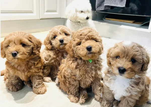 Regalo per adozione 3 cuccioli Maltipoo in adozione
