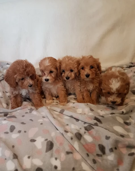 Regalo per adozione 3 cuccioli Maltipoo in adozione