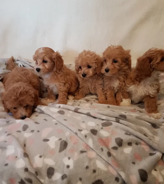Regalo per adozione 3 cuccioli Maltipoo in adozione