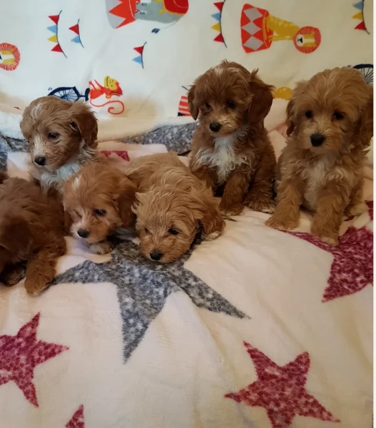 Regalo per adozione 3 cuccioli Maltipoo in adozione