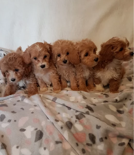 Regalo per adozione 3 cuccioli Maltipoo in adozione