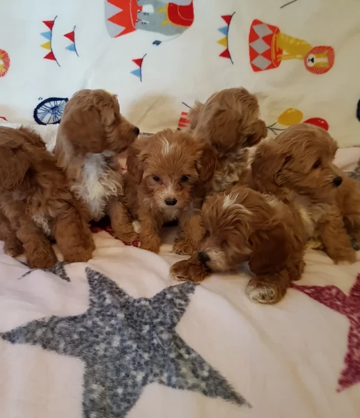 Regalo per adozione 3 cuccioli Maltipoo in adozione