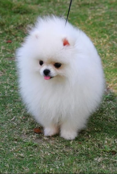 per adozione regalo Volpino Pomerania toy picolo razza | Foto 3