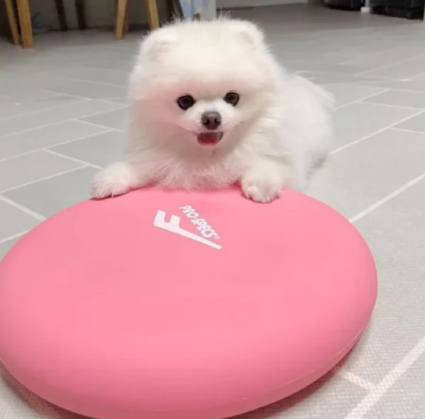 per adozione regalo Volpino Pomerania toy picolo razza