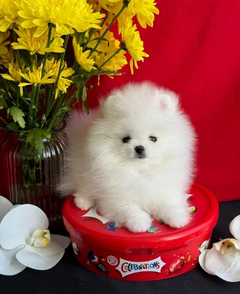 per adozione regalo Volpino Pomerania toy picolo razza | Foto 6