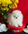 per adozione regalo Volpino Pomerania toy picolo razza | Foto 5