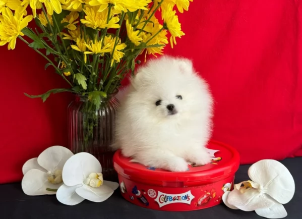 per adozione regalo Volpino Pomerania toy picolo razza | Foto 2